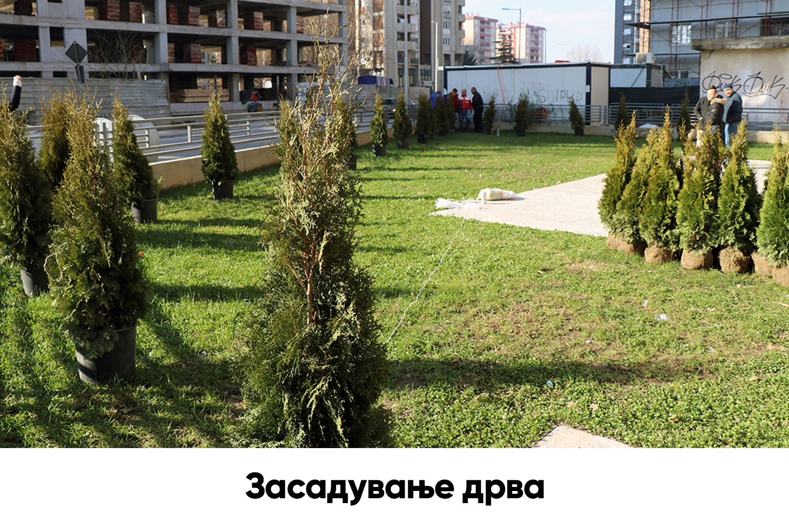 засадување дрва